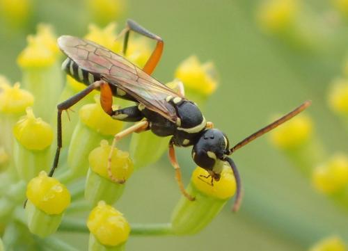 Ceropales albicincta